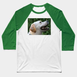 Yellow Lab Baseball T-Shirt